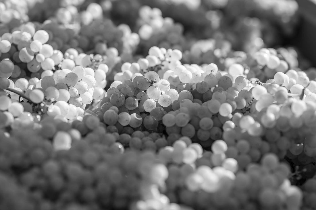 CONCOURS MONDIAL DU SAUVIGNON